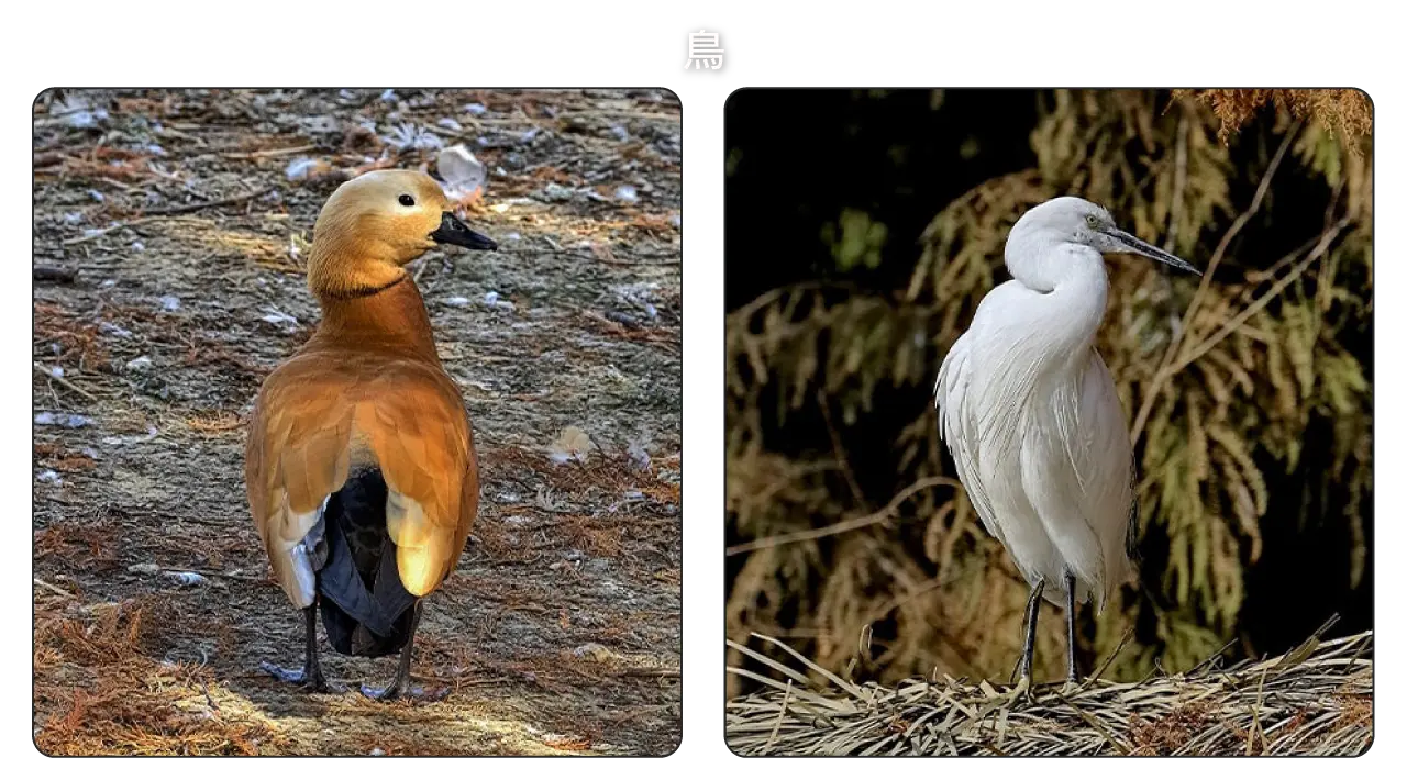 鳥